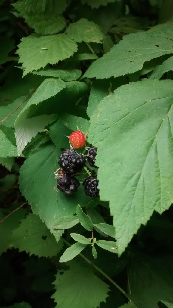 IMG_20150712_140354234