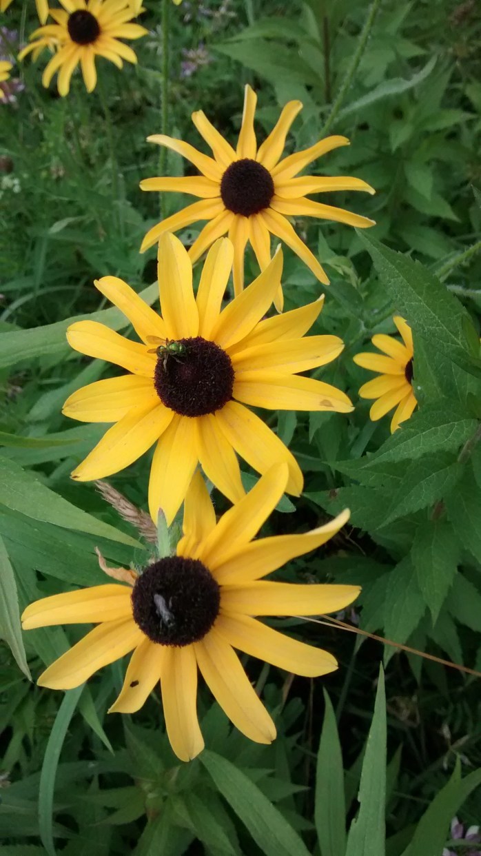 IMG_20150712_142239244