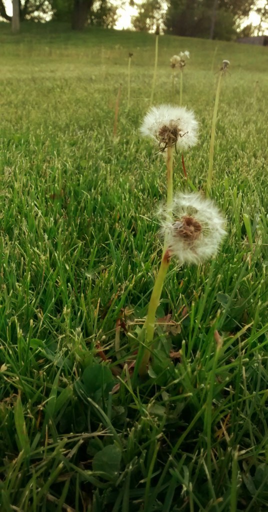 IMG_20160524_194914832c