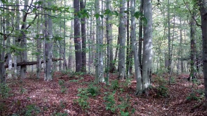 IMG_20171008_143526630