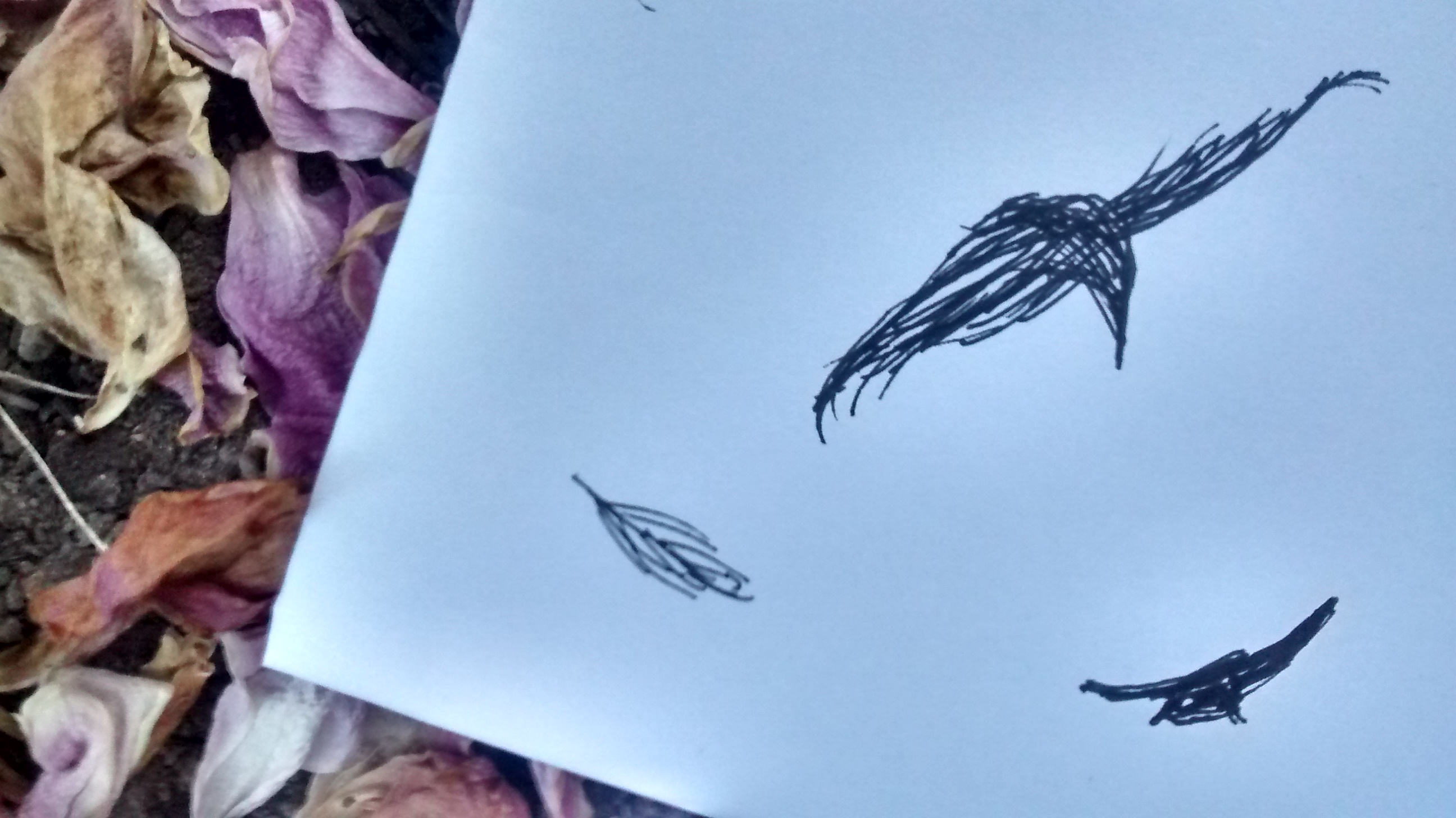 blackbird sketch lying on peony petals