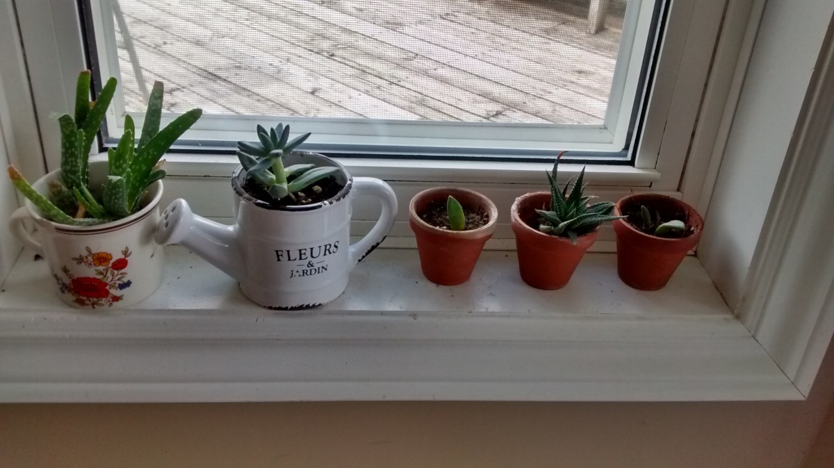 Planting Trust – travelight94